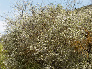 Prunus cesarus - Floraison printanière du cerisier aigre ou griottier