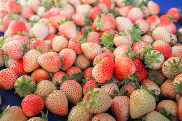 Fresh Ripe Strawberry Fruit from Nor Lae Strawberry Farm on side hill, Ban Nor Lae Village, Doi Ang Khang, Chiang Mai, northern of Thailand.
