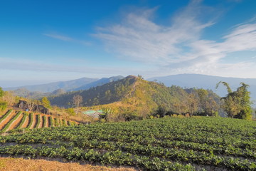 Fototapeta premium view of strawberry farm plantation on side hill with mountain and blue sky background, Nor Lae Strawberry, near by Thai-Myanmar border, Ban Nor Lae village, Doi Ang Khang, Chiang Mai, Thailand.
