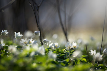 Snowdrop - the first spring flower among firs and pines. Spring forest in mid-April.