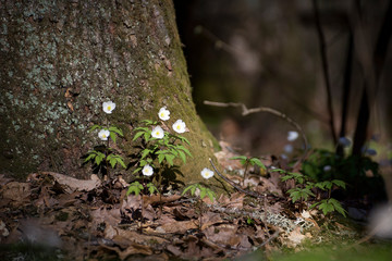 Snowdrop - the first spring flower among firs and pines. Spring forest in mid-April.