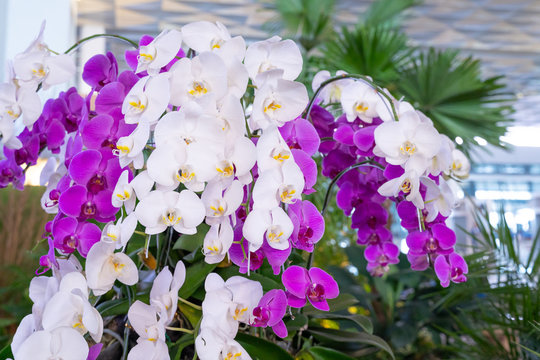 Purple and cream orchid flowers