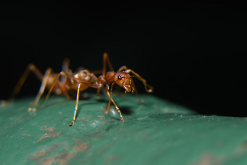 Red ants or often called often reddish-brown, shiny, with black eyes and claws