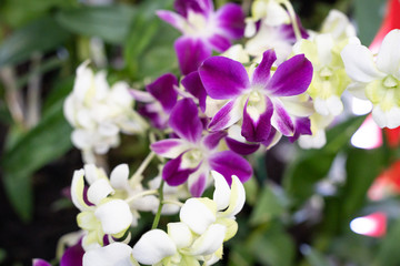 Purple and cream orchid flowers