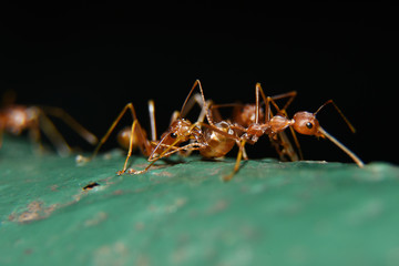 Red ants or often called often reddish-brown, shiny, with black eyes and claws