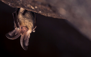 Close up picture of small Brown long-eared bat Plecotus auritus hanging upside down in dark cave resembling similar gray Plecotus austriacus. Wild animal portrait in natural habitat. - obrazy, fototapety, plakaty