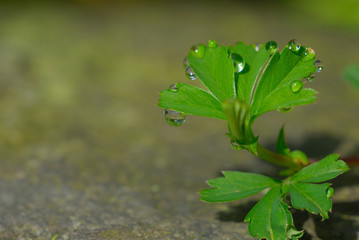 Green little plant with water drops on a stone.