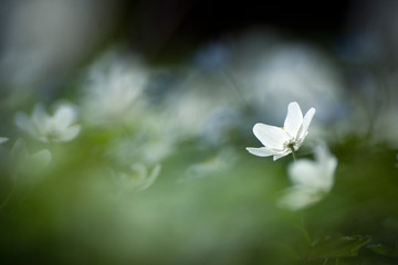 Snowdrop - the first spring flower among firs and pines. Spring forest in mid-April.
