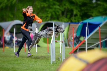 Junge Frau läuft mit einem Hund ein einen Agility Parcours, der Hund springt gerade über eine Hürde