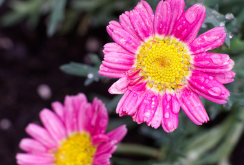 Obraz premium purple and yellow flowers with water drops