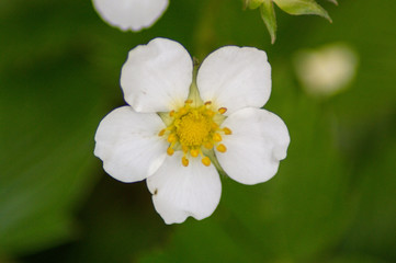 debut du printemps 4