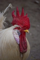 Rooster portrait Chicken, bird cock old fowl live stock