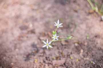 white flowers in spring