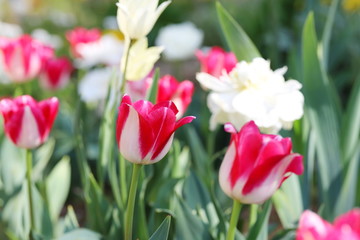 カラフルで可愛いチューリップ