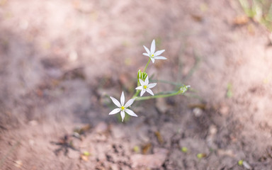 white flowers in the garden