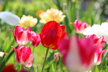 カラフルで可愛いチューリップ