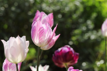 カラフルで可愛いチューリップ