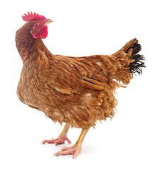 Brown hen isolated.