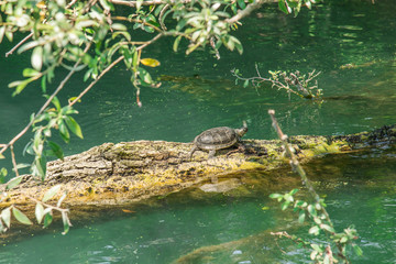 Turtle resting