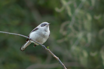 Bird on a branch