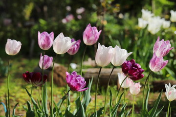 カラフルで可愛いチューリップ