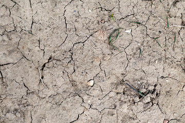 close-up. dry land. in the center of the trail of the animal.