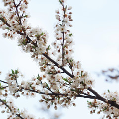 blossom tree branch in spring