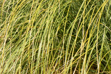photo background with green and wet grass-sedge. the grass is thin, green and tall. the grass is vertical