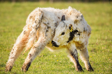 Fototapeta premium galloway cattle on the pasture