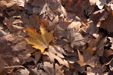 in the photo the background with maple leaves. In the middle of the sheet is different in the center. The leaves are dry and old