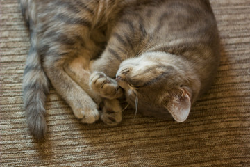 Cute kitten sleeping after playing on couch