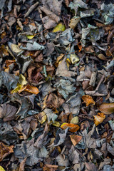 Autumn Leaves
