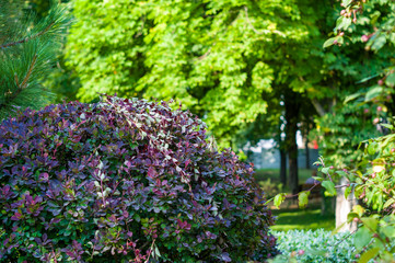 Fototapeta premium early summer landscape, old Park, trees, bushes, green grass, bright green leaves