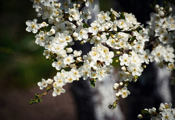 bee on white flowers