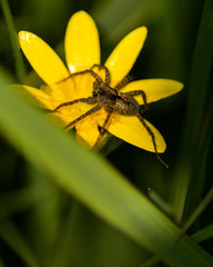spider on a yellow flower