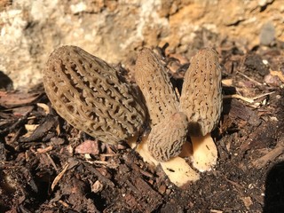 Wildpflanzen und Garten