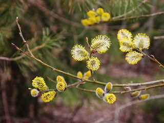 blooming willow