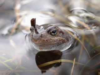 portrait of a frog