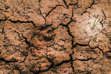 close-up. dry land. in the center of the trail of the animal.