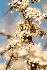 white tree flowers