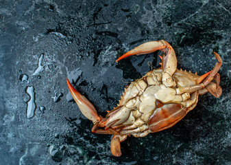 isolated steamed whole blue crab upside down on wet marble background flat lay