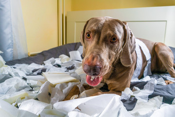 Weimaraner dog the dog is playing on the bed. ripped the paper. naughty but playful dog portrait. a...