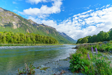 Fototapeta na wymiar meadow with lupins on a river between mountains, new zealand 13