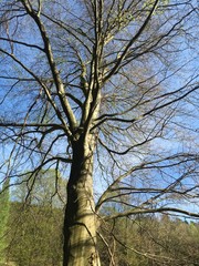 Natur in Baden-Württemberg Deutschland
