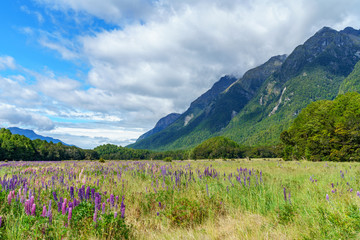 meadow with lupins in a valley between mountains, new zealand 7