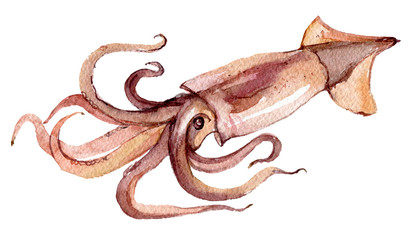 Squid isolated on white background, watercolor illustration