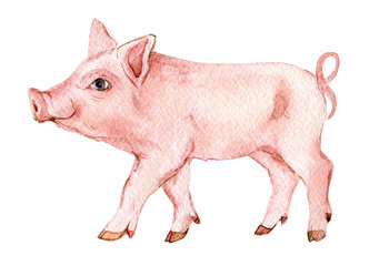 Pig isolated on white background, watercolor illustration