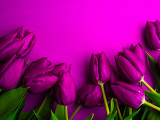 Fototapeta premium Beautiful bouquet of purple tulips, Liliaceae Lilieae tulipa, with green leaves isolated on purple.