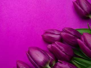 Violet Fresh Spring Tulips Flowers Concept Woman's day Greeting Card Valentines Bright Violet Background Natural Light