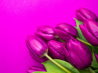 Obraz premium Violet Fresh Spring Tulips Flowers Concept Woman's day Greeting Card Valentines Bright Violet Background Natural Light